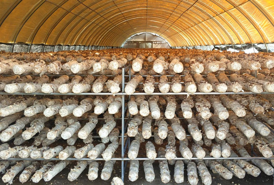 菌菇養殖大棚 菌菇養殖大棚